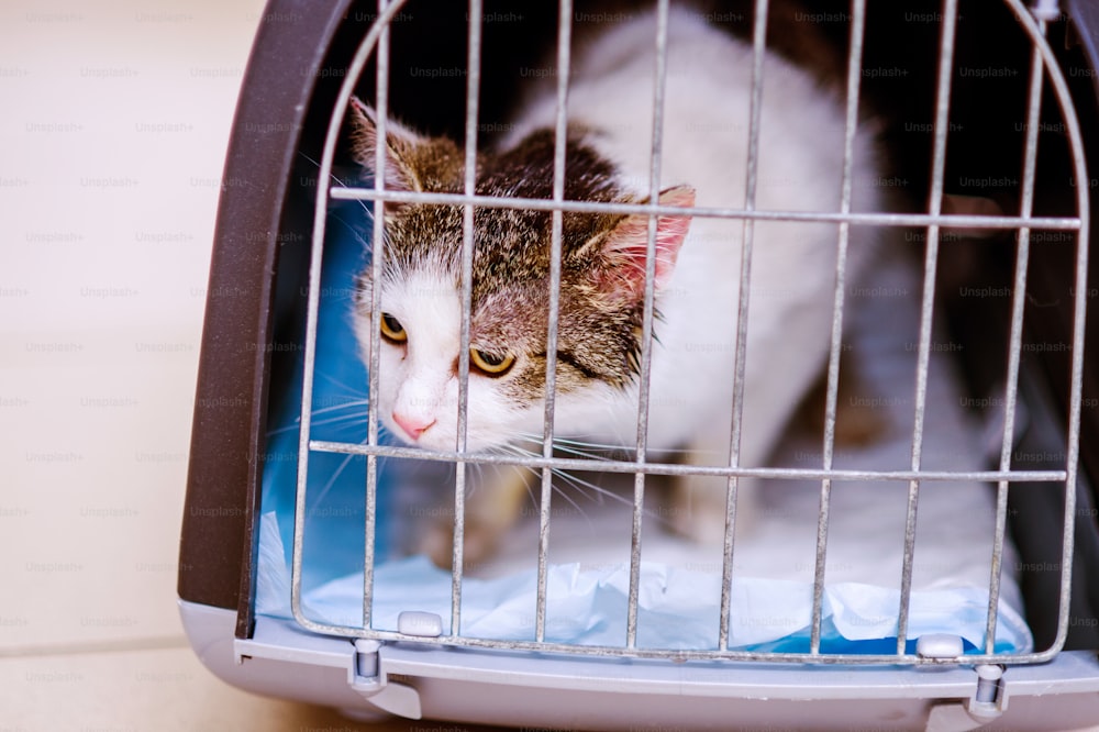 Close up of a little cat in a shelter. A frightened kitten with green eyes staring out from a cage.