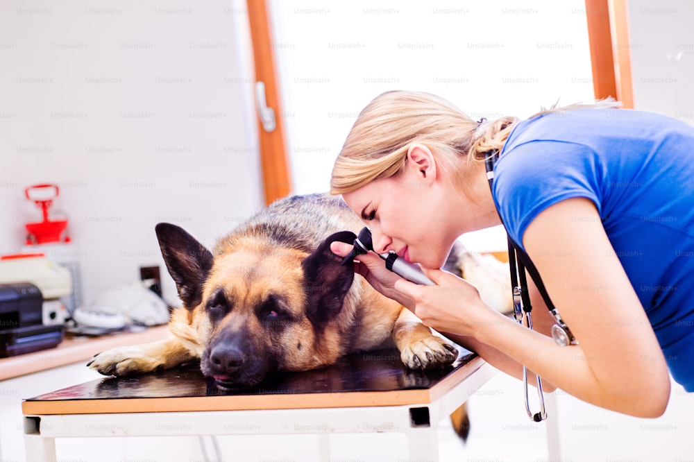 Veterinário examinando cão pastor alemão com orelha dolorida. Jovem loira que trabalha na clínica veterinária.