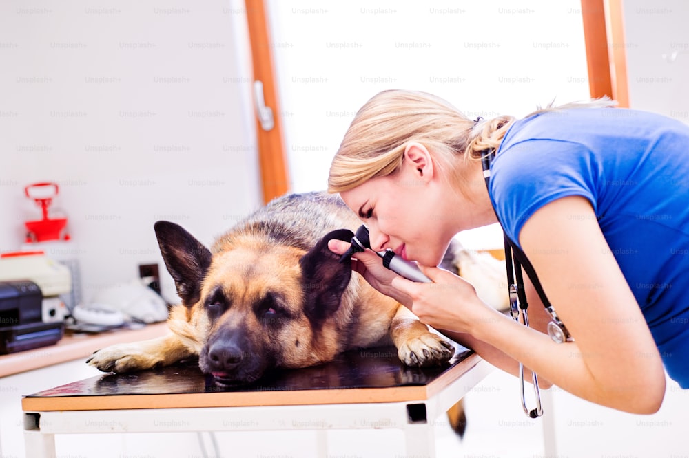 Veterinario examinando a un perro pastor alemán con dolor de oído. Joven rubia que trabaja en una clínica veterinaria.