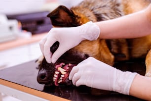 Veterinario examinando a un perro pastor alemán con dolor en la boca. Joven rubia que trabaja en una clínica veterinaria.