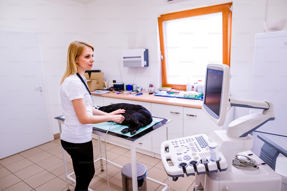 Hund mit Ultraschalluntersuchung in der Tierklinik. Nicht erkennbarer Tierarzt, der schwarzen Hund mit Magenschmerzen untersucht.