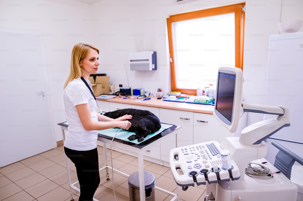 Dog having ultrasound scan in Veterinary clinic. Unrecognizable veterinarian examining black dog with sore stomach.