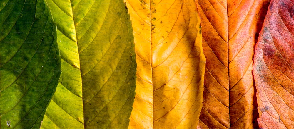 Autumn composition. Close up of colorful leaves in a row. Studio shot.