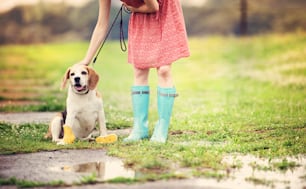 드레스와 청록색 우물을 입은 젊은 여자가 공원에서 비글 개를 걷는다