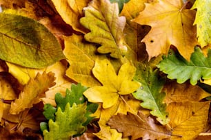 Autumn composition. Close up of colorful oak, maple, birch and beech leaves. Studio shot.