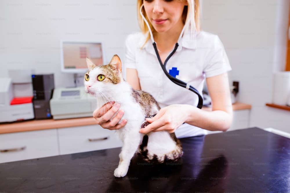 聴診器でお腹が痛い猫を診察する獣医師。動物病院で働く白い制服を着た若いブロンドの女性。