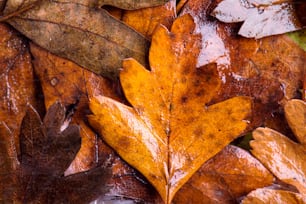 Composição de outono. Close up de folhas marrons molhadas. Foto de estúdio.