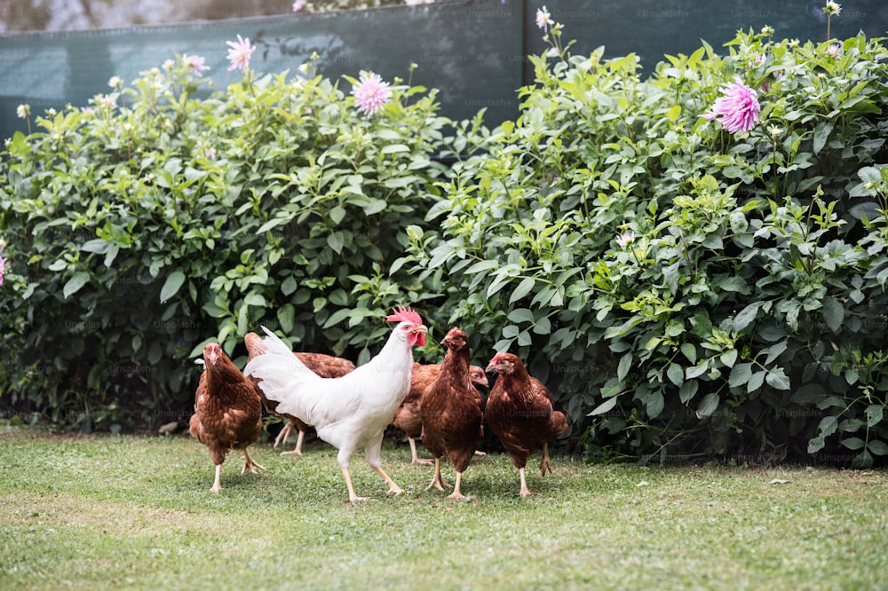 Muitas galinhas e galo no jardim ao lado do campo. Cena na granja de galinhas. Dia de verão.