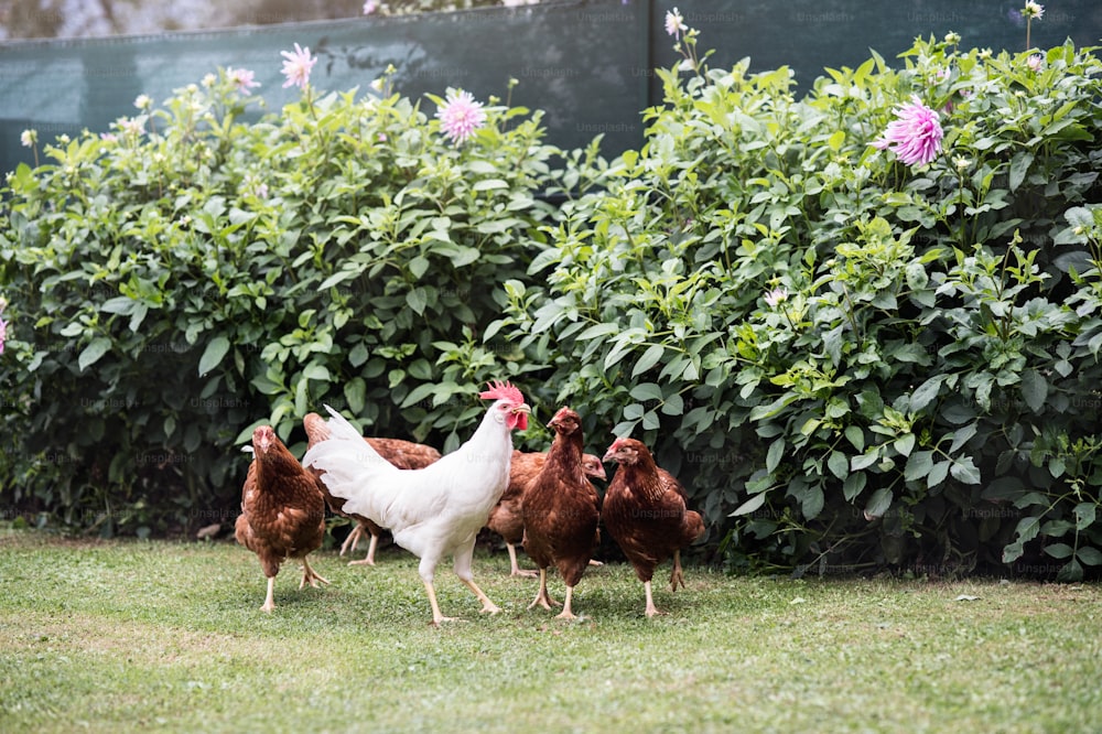 Viele Hühner und Hahn im Garten auf dem Land. Szene auf der Hühnerfarm. Sommertag.