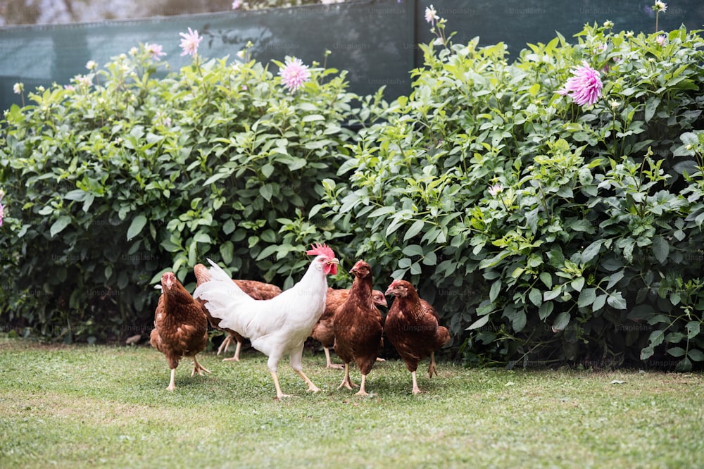 Lots of hens and cock in garden at country side. Scene at chicken farm. Summer day.