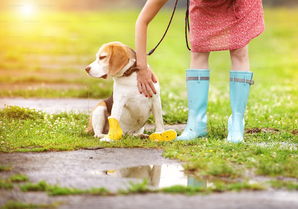 Jeune femme en robe et bottes en caoutchouc turquoise promener son chien beagle dans un parc
