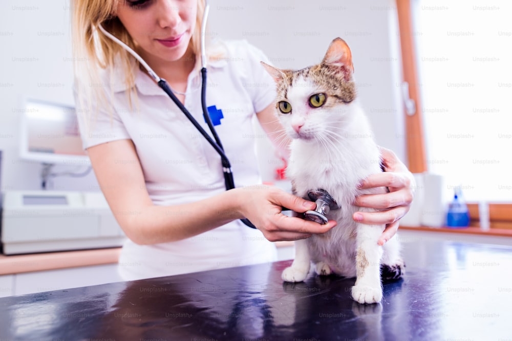청진기를 가진 수의사는 배가 아픈 고양이를 검사합니다. 흰 유니폼을 입은 젊은 금발 여자가 동물 병원에서 일하고 있다.