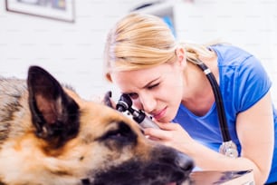 Veterinario examinando a un perro pastor alemán con dolor de oído. Joven rubia que trabaja en una clínica veterinaria.