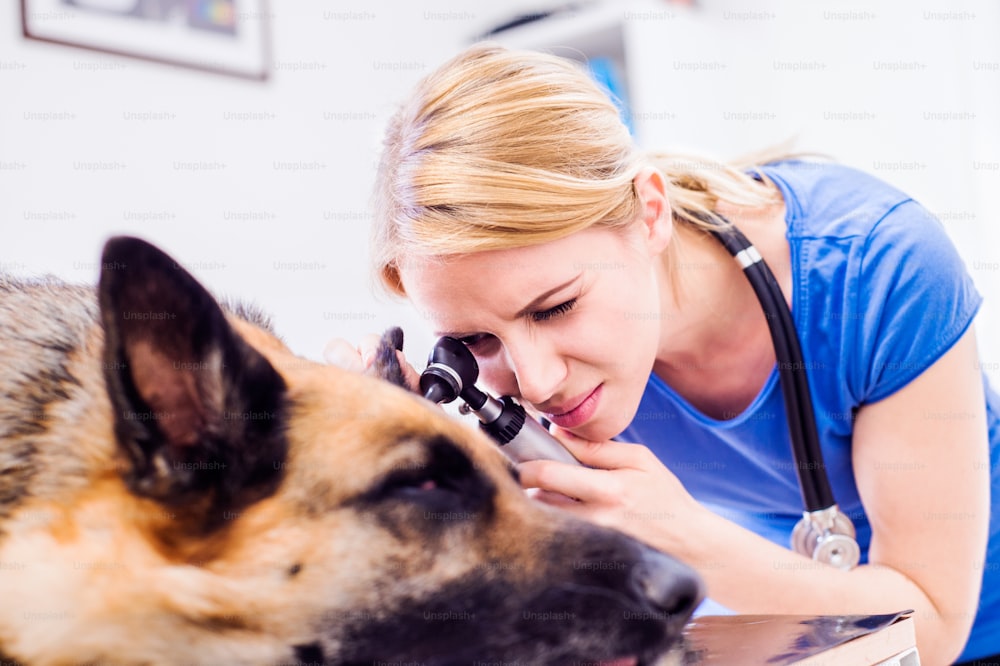 Veterinário examinando cão pastor alemão com orelha dolorida. Jovem loira que trabalha na clínica veterinária.