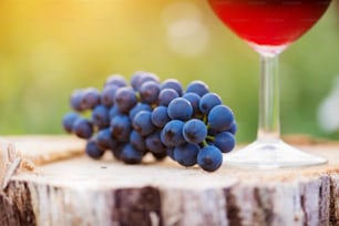 Bicchiere di vino rosso e grappolo d'uva blu adagiati su ceppo di legno