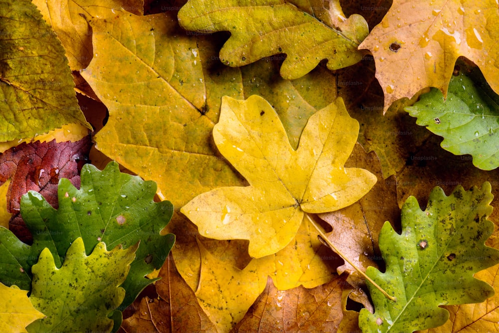秋の構図。色とりどりのオーク、カエデ、白樺、ブナの葉の接写。スタジオ撮影。