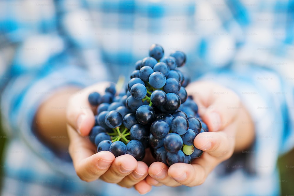 De cerca, las manos de una joven irreconocible con camisa a cuadros sosteniendo un racimo de uvas azules