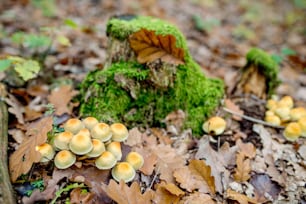 Primer plano de varios hongos que crecen en el bosque de otoño junto al musgo verde en el suelo