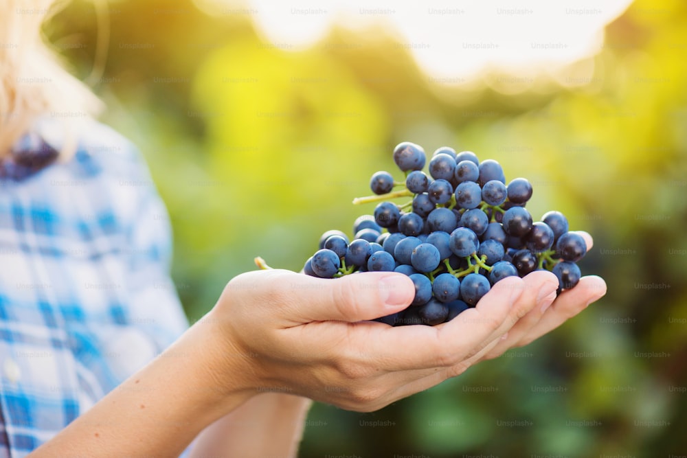 Close up, mãos de uma jovem irreconhecível em camisa xadrez segurando cacho de uvas azuis