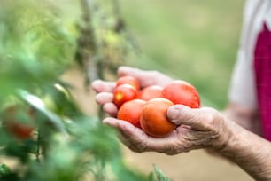 Hands of unrecognizable senior woman in her garden holding tomatoes. Close up.