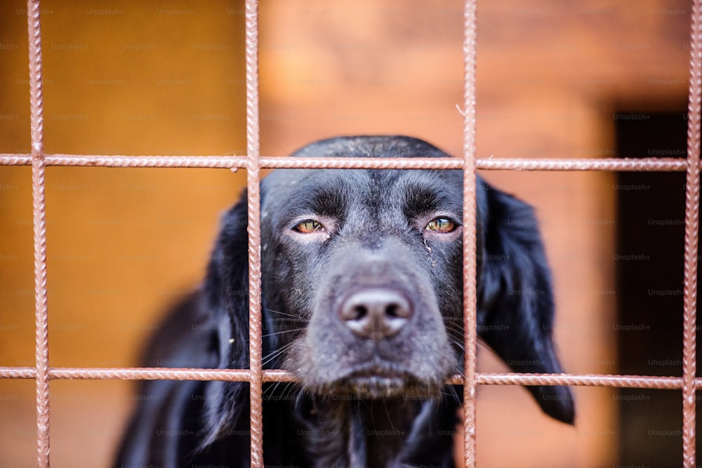 Close up of a dog in a shelter. A frightened and sad black dog staring out from a cage.