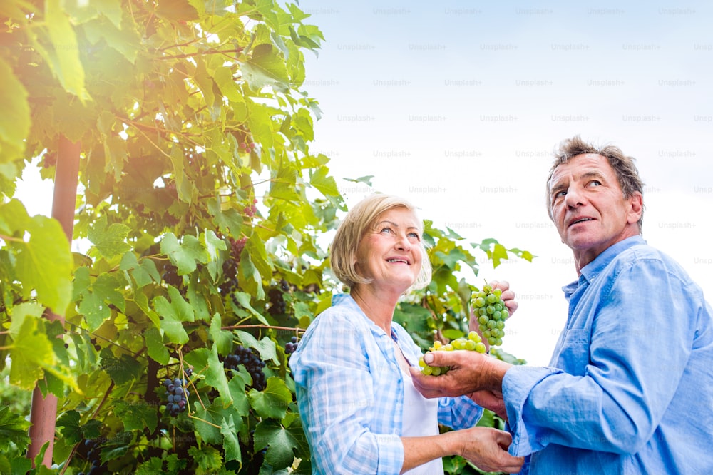 Senior couple in blue shirts holding bunch of ripe green grapes in their hands
