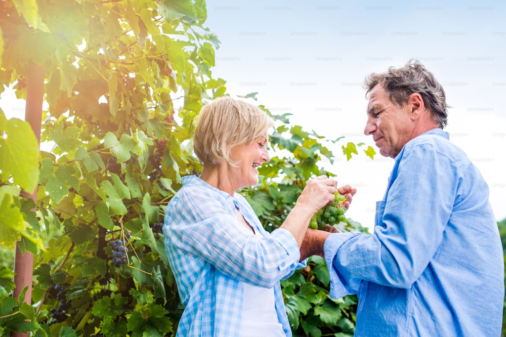 Casal sênior em camisas azuis segurando cacho de uvas verdes maduras em suas mãos