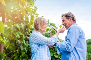 Senior couple in blue shirts holding bunch of ripe green grapes in their hands, eating it