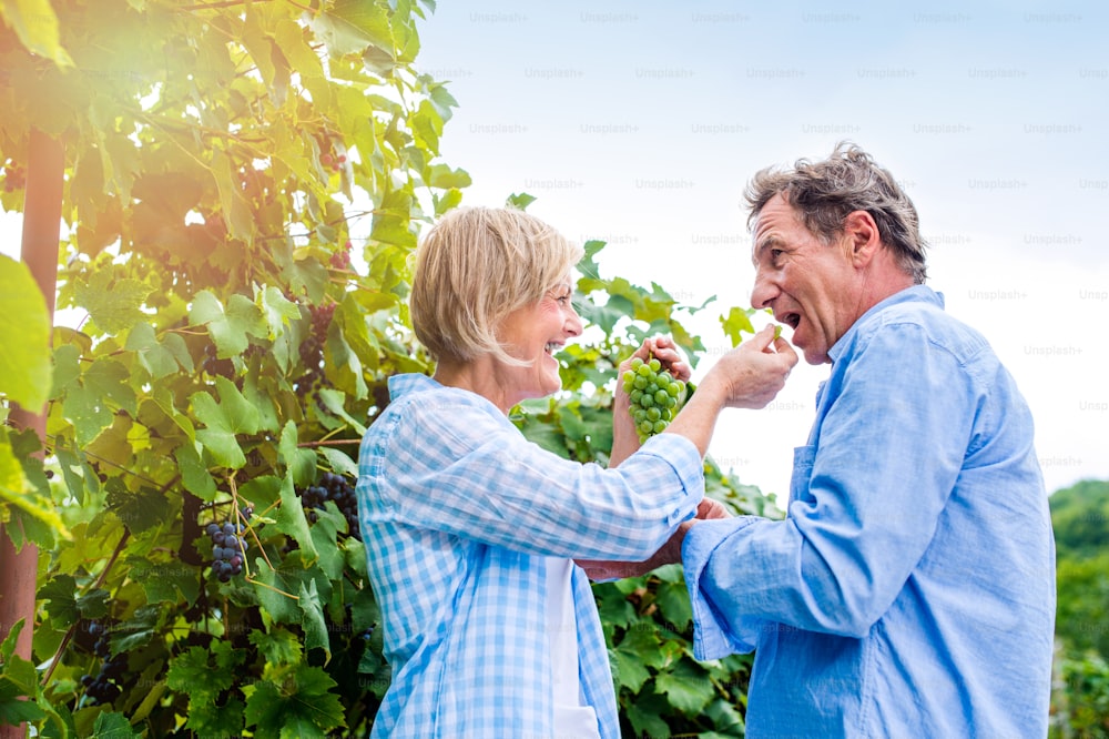 Älteres Paar in blauen Hemden, das einen Strauß reifer grüner Trauben in den Händen hält und isst