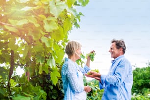 Senior couple in blue shirts holding bunch of ripe green grapes in their hands