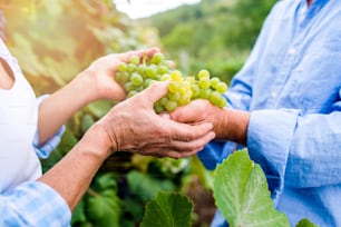 Mani di una coppia anziana irriconoscibile in camicie blu che tengono in mano un grappolo d'uva verde maturo