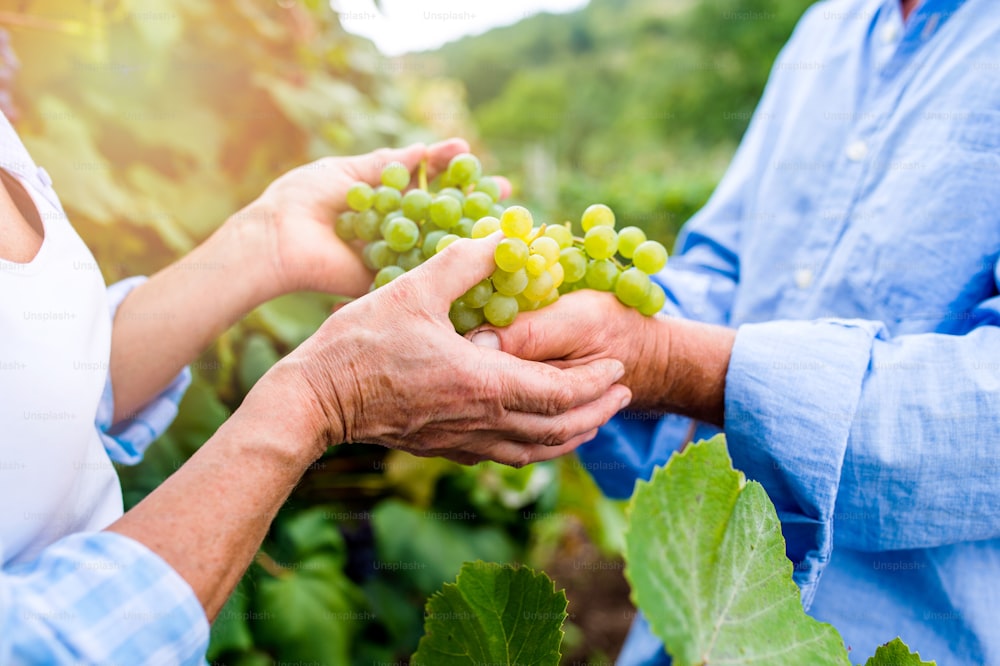 Manos de una pareja de ancianos irreconocible con camisas azules sosteniendo un racimo de uvas verdes maduras en sus manos