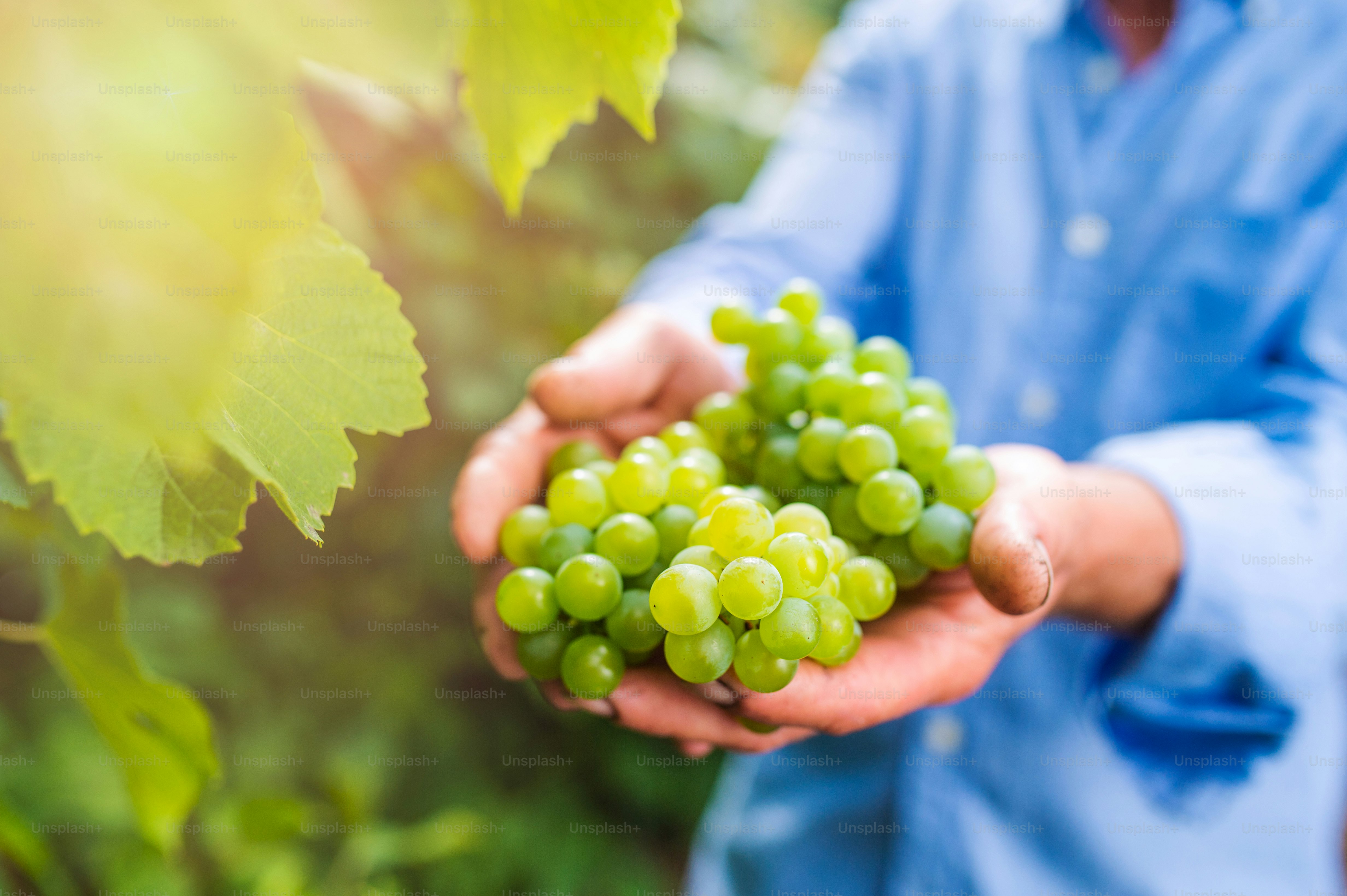 Hände eines nicht erkennbaren älteren Mannes im blauen Hemd, der einen Strauß reifer grüner Trauben in den Händen hält