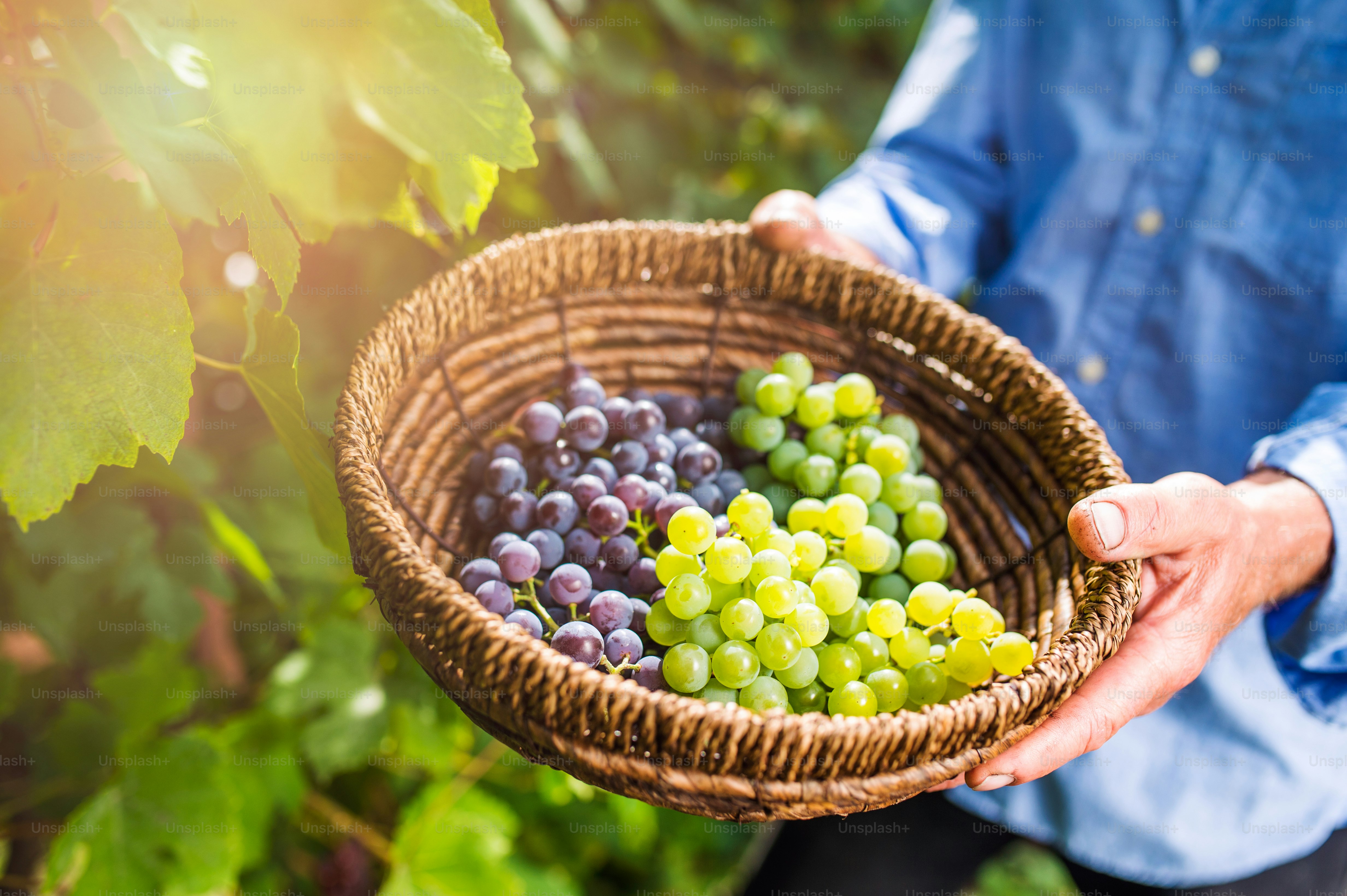 Hands of unrecognizable senior man holding a basket with ripe grapes ...