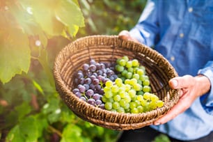Mãos de um homem idoso irreconhecível segurando uma cesta com uvas maduras