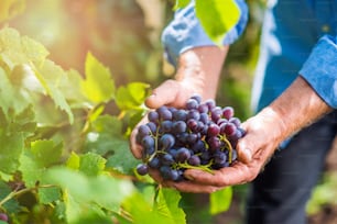 Hands of unrecognizable senior man in blue shirt holding bunch of ripe pink grapes in his hands