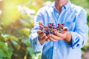 Homem idoso irreconhecível em camisa azul segurando cacho de uvas rosas maduras em suas mãos