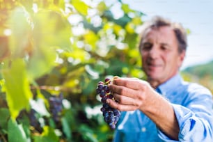 Retrato de um homem idoso na camisa azul segurando o cacho de uvas cor-de-rosa maduras em suas mãos