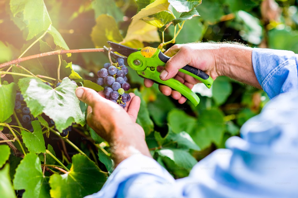 Hands of unrecognizable man cutting bunch of ripe blue grapes