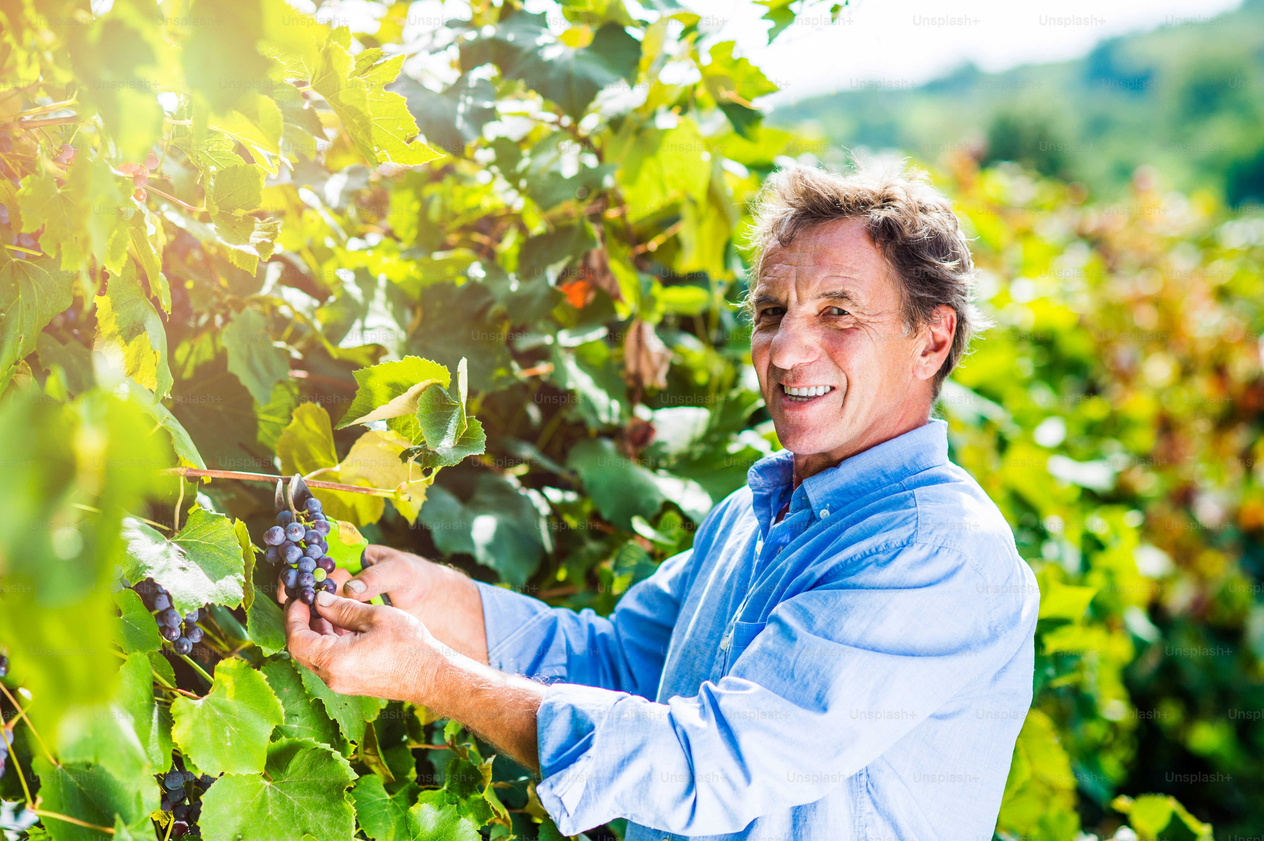 Portrait of a senior man in blue shirt holding bunch of ripe blue grapes in his hands