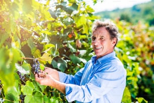 Retrato de um homem sênior na camisa azul segurando o cacho de uvas azuis maduras em suas mãos