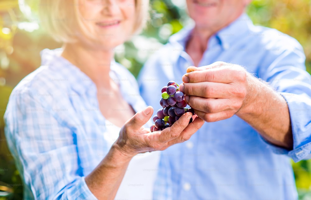 Unrecognizable senior couple in blue shirts holding bunch of grapes in their hands