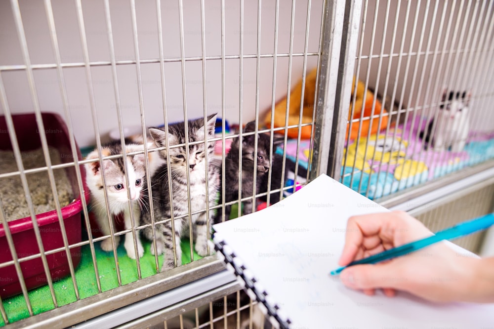 Tierarzt schreibt in einen Notizblock über die Gesundheit von Katzen im Käfig. Hand einer nicht erkennbaren Frau, die in der Tierklinik arbeitet.