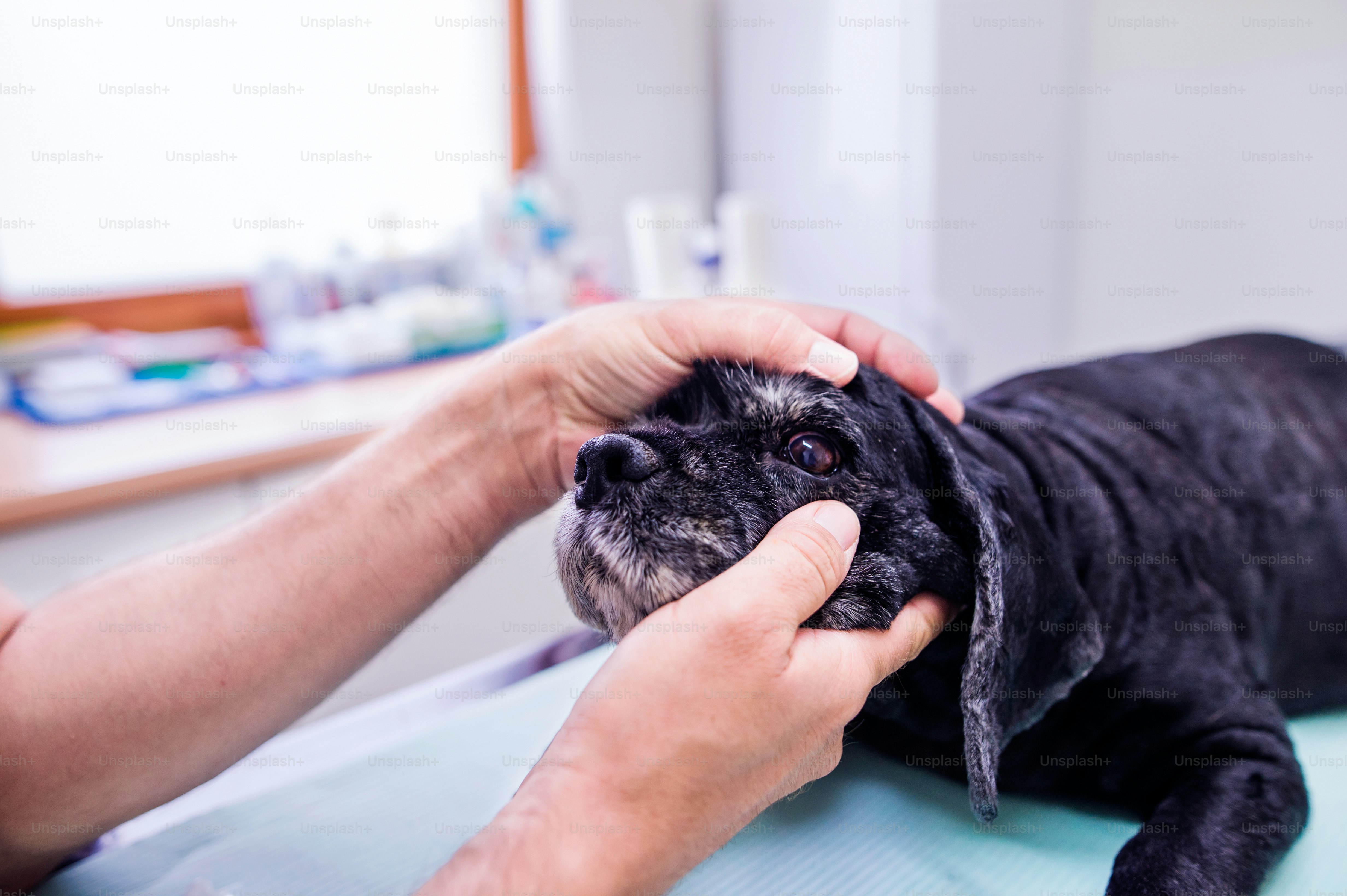 Veterinarian examining black dog with sore eye. Young blond woman working at Veterinary clinic