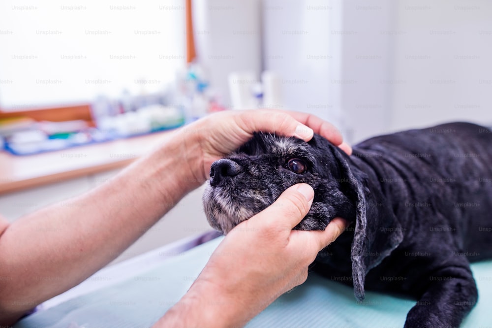 Veterinário examinando cão preto com olho dolorido. Jovem loira que trabalha na clínica veterinária.