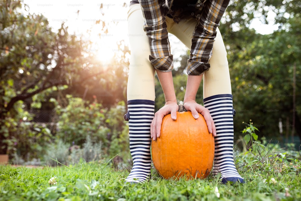 Unrecognizable woman in striped rubber boots and checked shirt holding orange pumpkins. Sunny autumn nature.