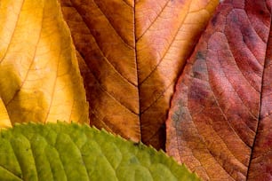 Herbstliche Komposition. Nahaufnahme von nassen bunten Blättern. Studioaufnahme.