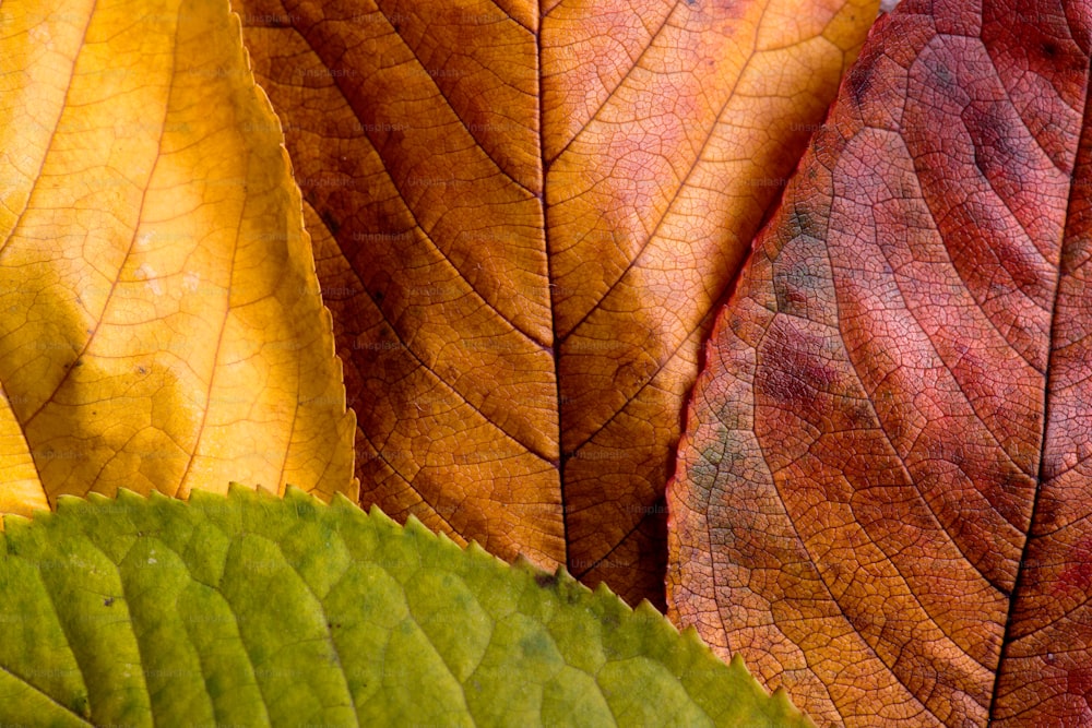 Autumn composition. Close up of wet colorful leaves. Studio shot.