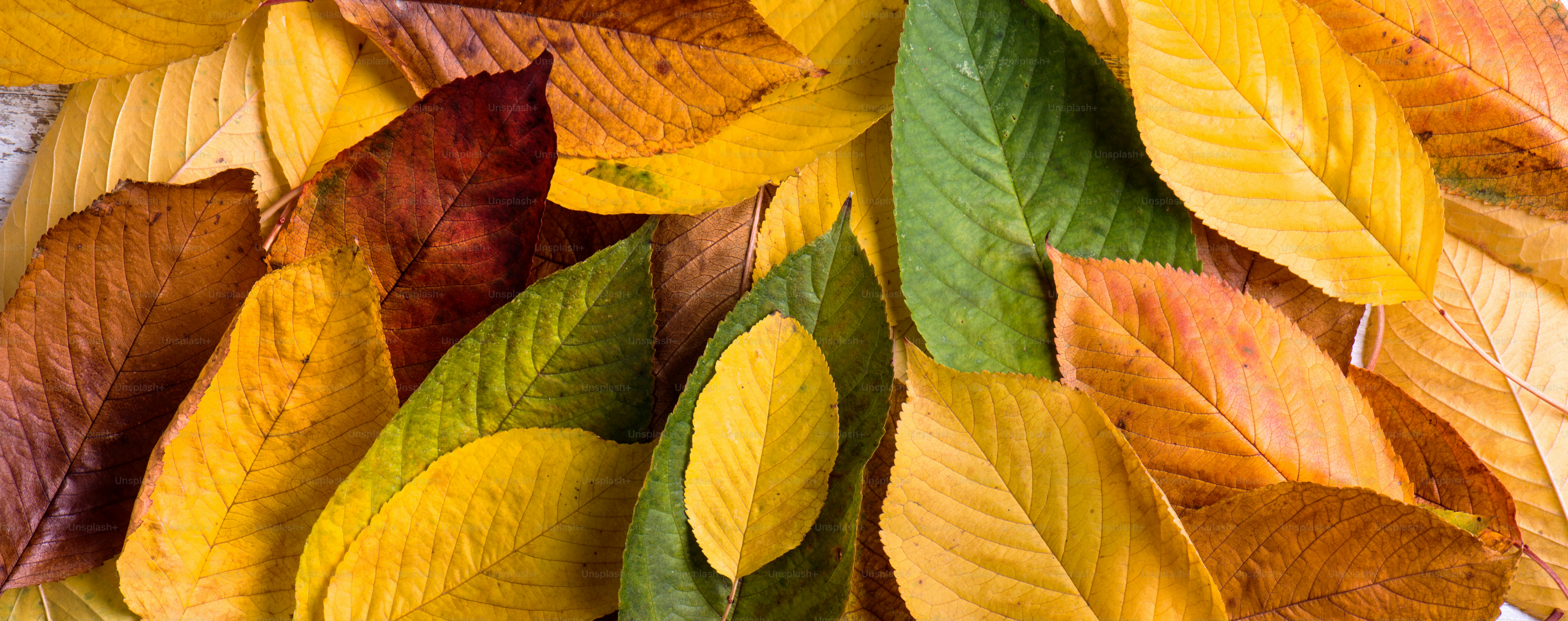 Composição de outono. Close up de folhas coloridas molhadas. Foto de  estúdio. foto – Imagem sobre Textura na Unsplash, image size:3000x1189