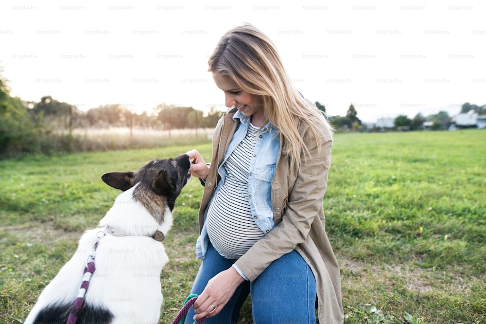 Jovem grávida irreconhecível em um passeio com um cachorro, alimentando-o. Natureza verde ensolarada